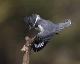 Belted Kingfisher (Megaceryle alcyon) male flying, Florida, USA