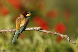 European Bee-eater (Merops apiaster), Piedmont, Italy