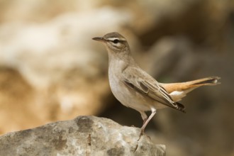 Rufous-tailed Scrub Robin (Cercotrichas galactotes syriaca), Oman
