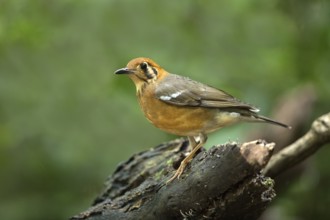 Orange-headed Thrush (Geokichla citrina), Bidoup National Park, Vietnam