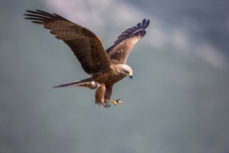 Black Kite (Milvus migrans) flying, Madrid, Spain