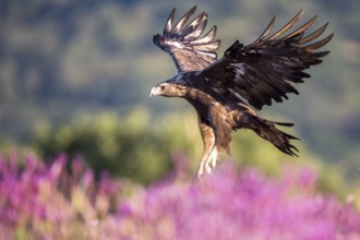 Golden Eagle (Aquila chrysaetos), Madrid, Spain