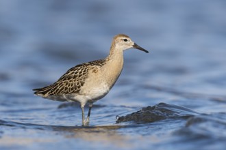 Ruff (Calidris pugnax), Eilat, Israel