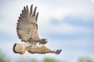 White-tailed Hawk (Geranoaetus albicaudatus) flying, Texas, USA
