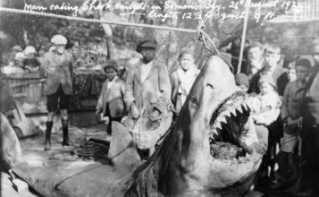Great white shark (Carcharodon carcharias) about 4 metres long, caption: Man-eating shark, young