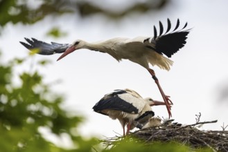 White stork (Ciconia ciconia) flies from the nest, pair with young birds in the nest, birds,