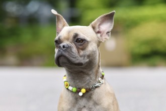Portrait of French Bulldog with long healthy nose wearing EM ceramics anti-thick necklace