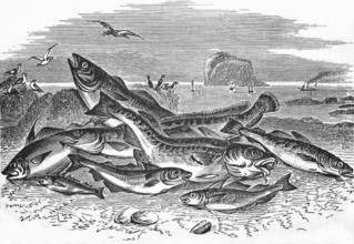 A fishing trip from English fishing grounds, around 1870, England, digital reproduction of a