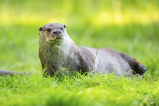 Eurasian otter (Lutra lutra) on a meadow, Hesse, Germany