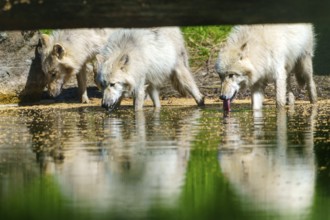 Several wolves drinking at a calm body of water and reflecting in the water, Arctic wolf, (Canis