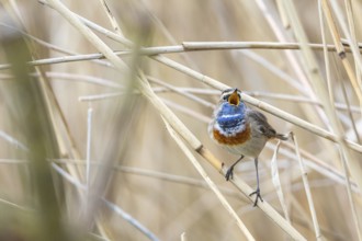 Bluethroat (Luscinia svecica cyanecula) ml Germany