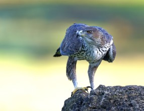 Bonelli's eagle (Aquila fasciata), on a rock, Andalusia Spain
