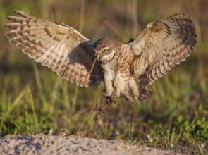 Burrowing Owl (Athene cunicularia) flying with a worm in its beak, Florida, USA