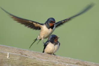 Barn Swallow (Hirundo rustica) pair displaying, Netherlands