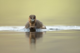 Little Grebe (Tachybaptus ruficollis), North Rhine-Westphalia, Germany