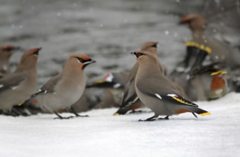 Bohemian Waxwing (Bombycilla garrulus) bathing, Saskatchewan, Canada