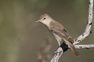 Eastern Olivaceous Warbler (Iduna pallida), Cyprus