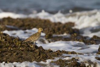 Pacific Golden Plover (Pluvialis fulva), Oman