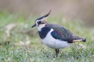 Northern Lapwing (Vanellus vanellus), Texel, Netherlands