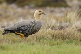 Upland Goose (Chloephaga picta) perched on the ground in the Falkland Islands