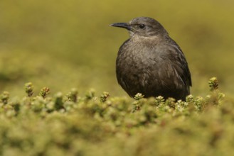 Blackish (Tussock Bird) Cincloides (Cinclodes antarcticus) on the ground in the Falkland Islands