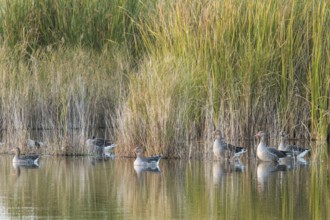 Greylag Goose (Anser anser), on marsh, Castile-La Mancha, Spain
