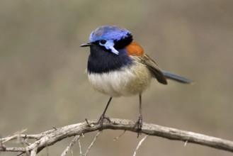 Blue-breasted Fairywren (Malurus pulcherrimus) male, Western Australia, Australia