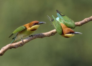 Chestnut-headed Bee-eater (Merops leschenaulti), Penang, Malaysia