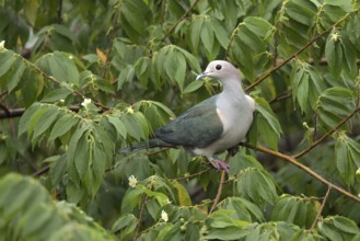 Green Imperial Pigeon (Ducula aenea pusilla) perched on a branch, Udawalawe National Park, Sri