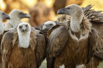 Griffon Vulture (Gyps fulvus) group on field, Castile and Leon, Spain