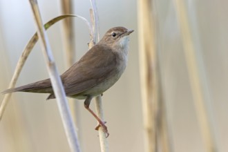 Rohrschwirl, Savi's Warbler, Locustella luscinioides, Locustelle luscinioïde, Buscarla Unicolor