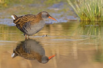 Wasserralle, Water Rail, Rallus aquaticus, Râle d'eau, Rascón Europeo