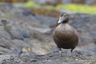 Common Eider (Somateria mollissima) female, Icland