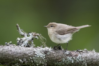 Siberian Chiffchaff - Taigazilpzalp - Phylloscopus tristis, Kazakhstan