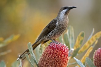 Western Wattlebird (Anthochaera lunulata), Western Australia, Australia