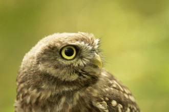 Little Owl glaux (Athene noctua) juvenile, Germany