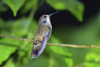 Brown Violet-ear in the rain. Colibri delphinae San Jose, Costa Rica 7 November Adult Trochilidae