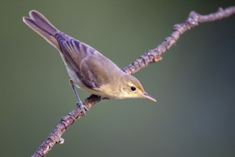 Melodious Warbler (Hippolais polyglotta) perched on a branch, Castile and Leon, Spain
