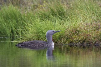 Sterntaucher (Gavia stellata) Red-throated Diver