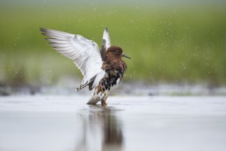 Ruff (Calidris pugnax) male, Mecklenburg-Western Pomerania, Germany