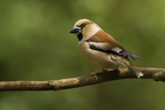 Hawfinch (Coccothraustes coccothraustes) female, Utrecht, Netherlands