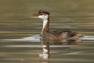 Titicaca Flightless Grebe (Rollandia microptera) in lake Titicaca in Bolivia, South America