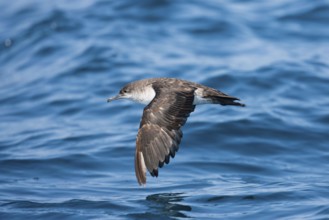 Black-vented Shearwater Puffinus opisthomelas San Diego, California, United States 14 September