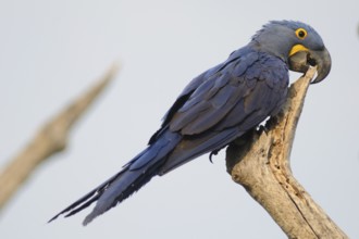Hyacinth Macaw (Anodorhynchus hyacinthinus), Pantanal, Brazil