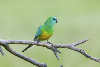 Red-rumped Parrot (Psephotus haematonotus) male perched on a branch, Victoria, Australia