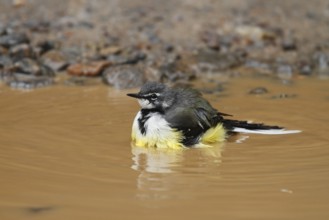 Madagascan Wagtail (Motacilla flaviventris) bathing, Analamazoatra, Madagascar