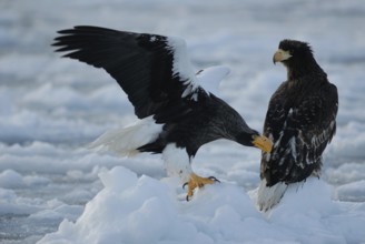Steller's Sea Eagle (Haliaeetus pelagicus), Hokkaido, Japan