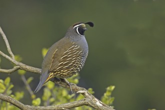 California Quail (Callipepla californica) male, California, USA