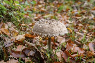 Parasol mushroom (Macrolepiota procera) mushroom in a forest in autumn, Bavaria, Germany