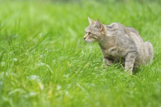 European wildcat (Felis silvestris silvestris) on a meadow, Hesse, Germany